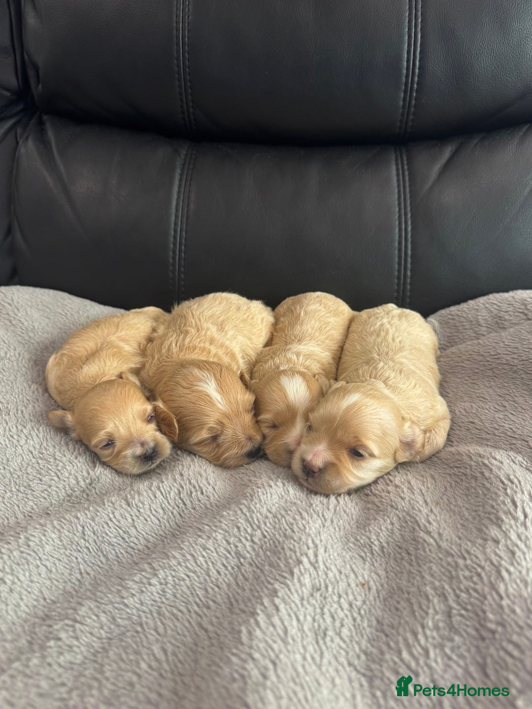 Maltipoo dogs for sale: Stunning litter of tiny maltipoos - Image 5