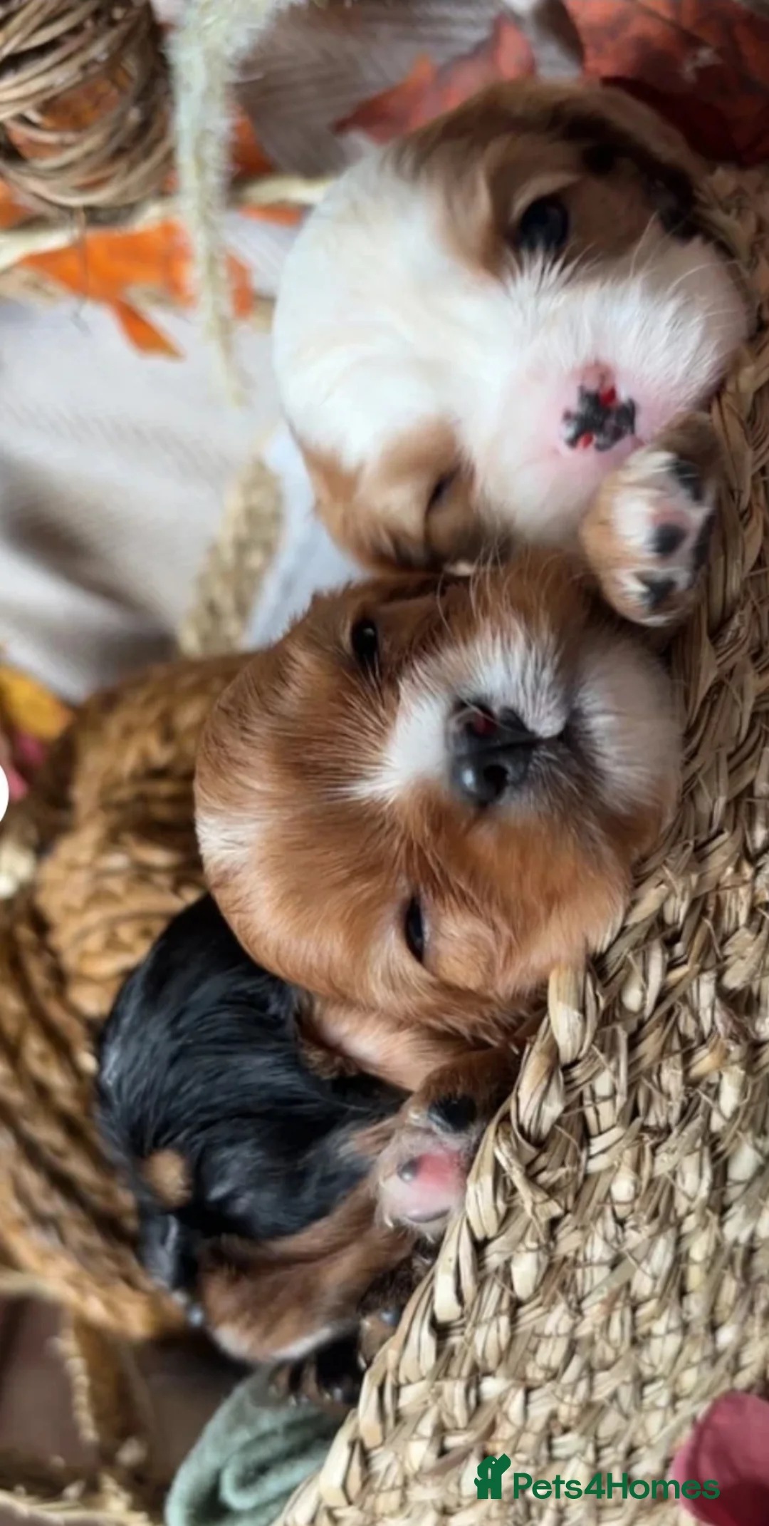 Cavalier King Charles Spaniel dogs for stud: CKCS STUD DOG/ DNA / CHAMPION LINES  - Advert 2