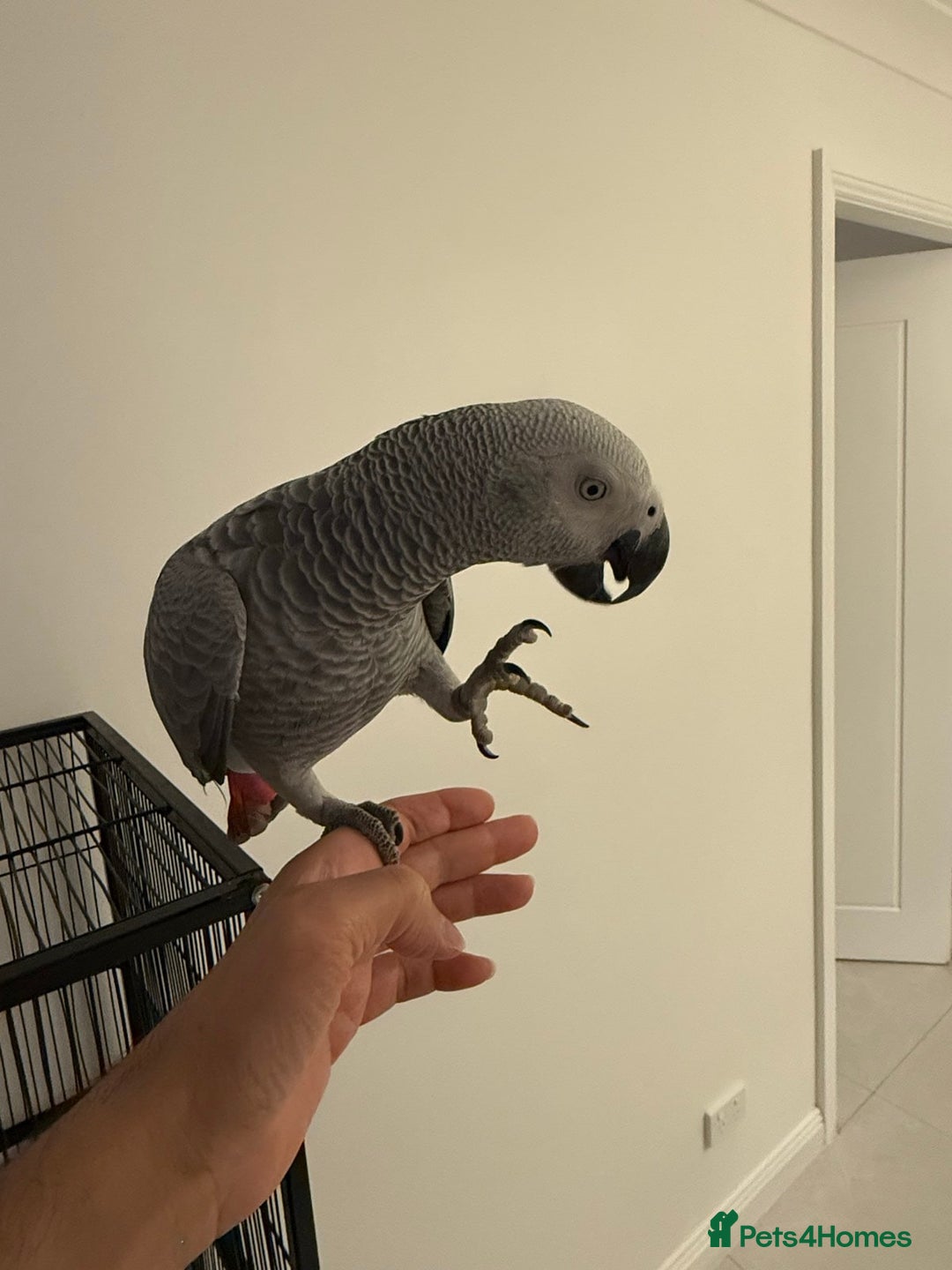 Parrots birds for sale: Lovely African Grey Parrots - Advert 2