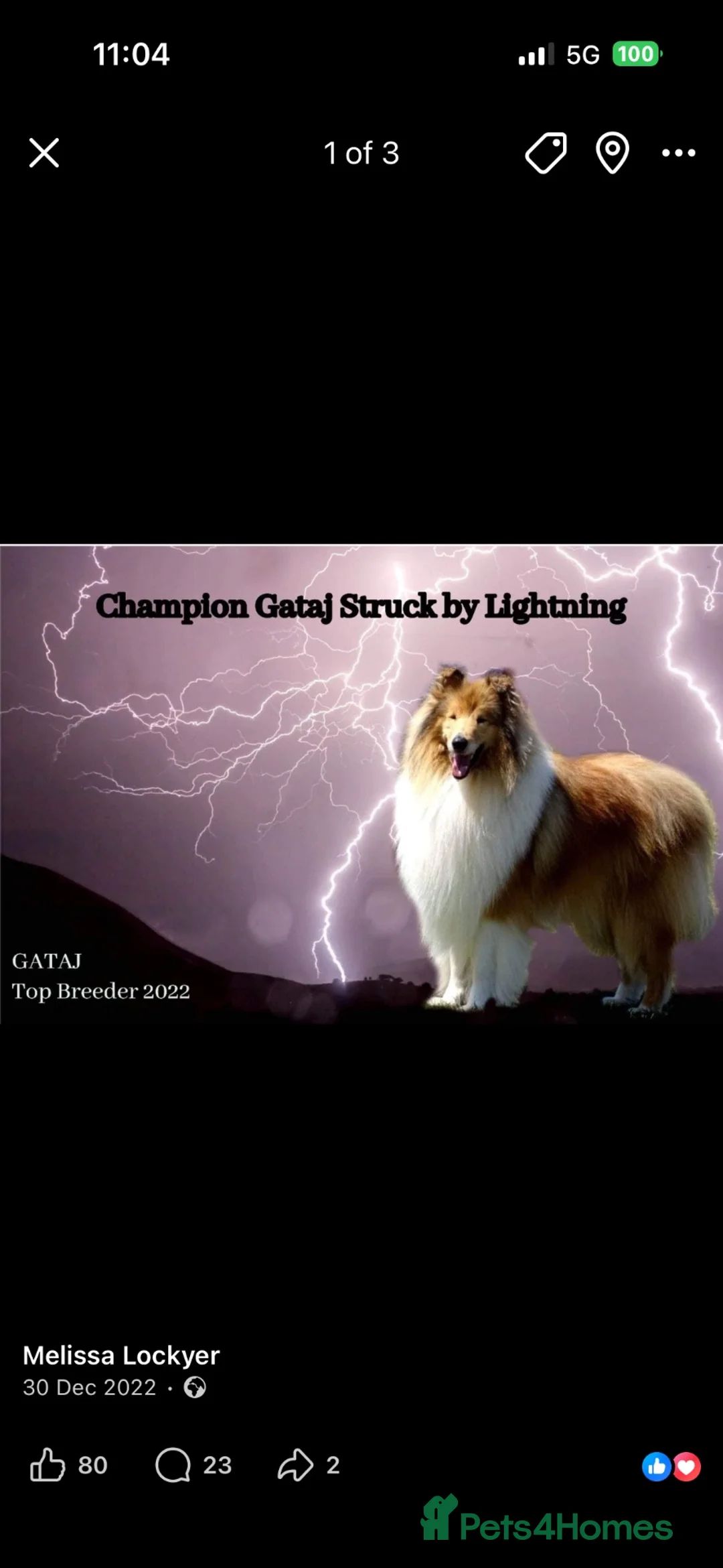 Rough Collie dogs for sale: KC registered sable and white rough collie puppies - Advert 2