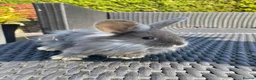 Angora rabbits for sale: Mixed, angora and a Teddywidder £70 - Advert 8