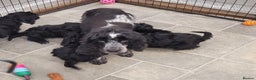 Cockapoo dogs for sale: 3 Stunning Black Girls F1 Show type cockapoos - Advert 6