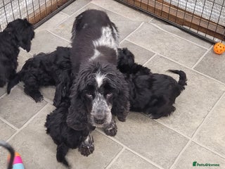 Cockapoo dogs 1 Stunning Black Girls F1 Show type cockapoos - Advert 12