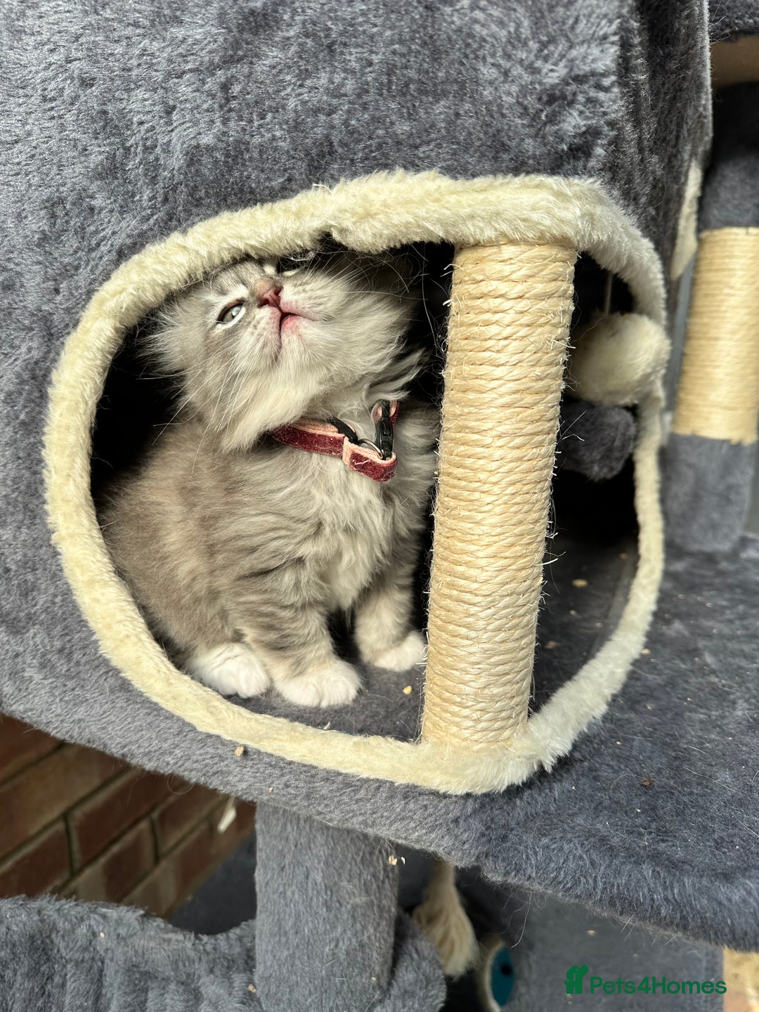 Scottish Fold cats for sale: Stunningly beautiful Scottish Fold x Ragdoll  - Image 32