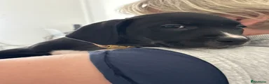Light Brown collar 