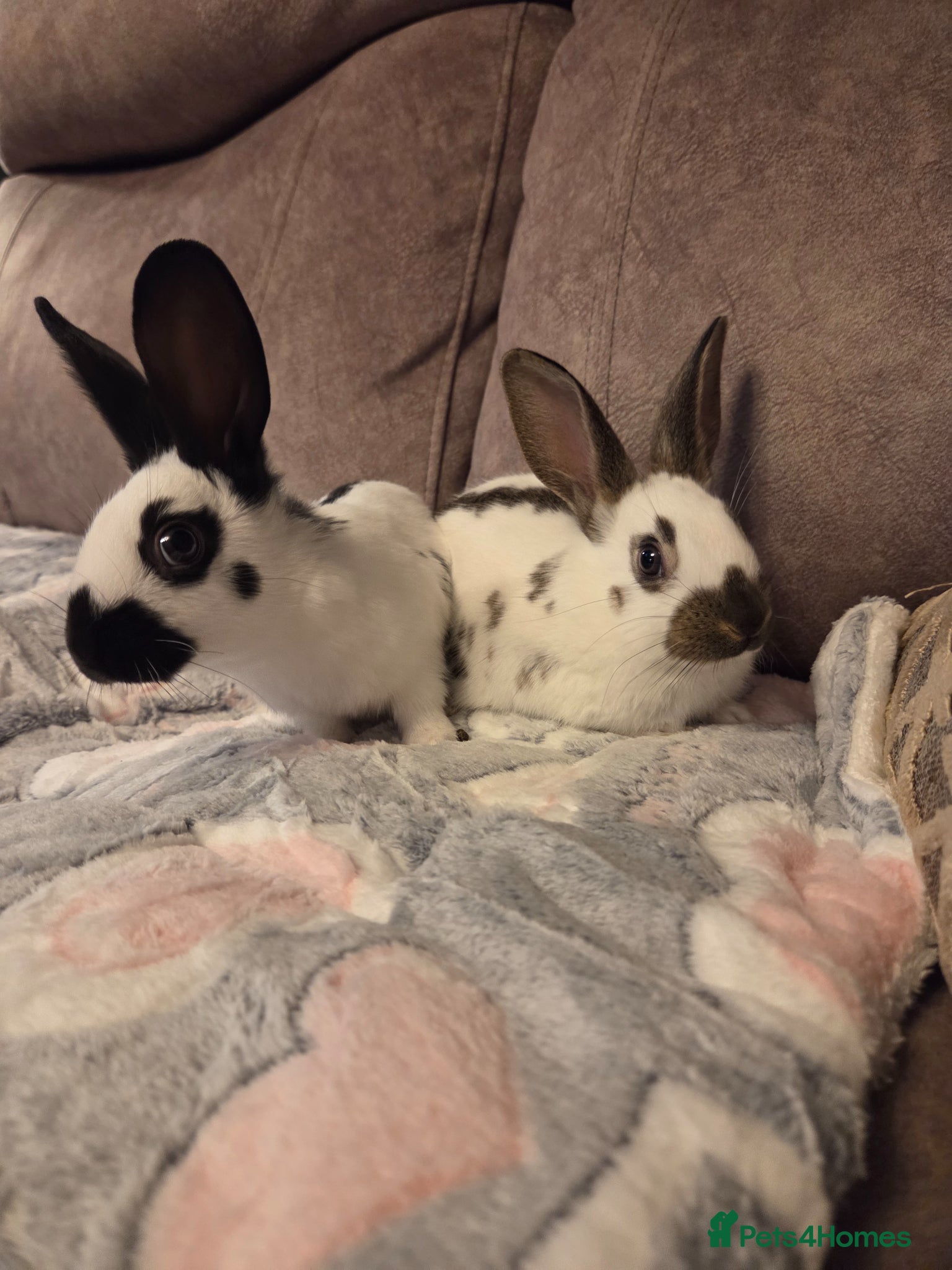 English Spot rabbits 2 x 8 week old English spot Does 🩷 - Advert 2