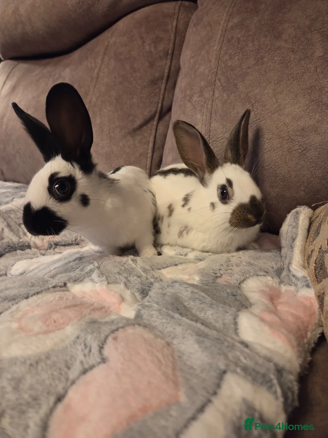 English Spot rabbits for sale: 2 x 8 week old English spot Does 🩷 - Advert 2