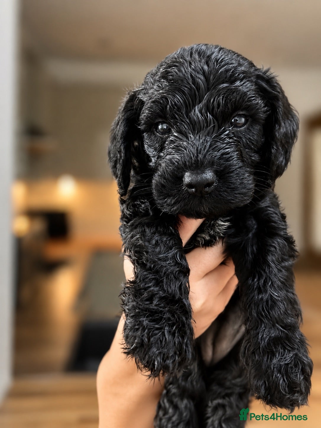 Cockapoo dogs ⭐ ONLY 1 BEAUTIFUL GIRL REMAINING -F1 Cockapoo - Advert 1