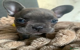 French Bulldog dogs for sale: Adorable 7 week old frenchie puppies - Image 17
