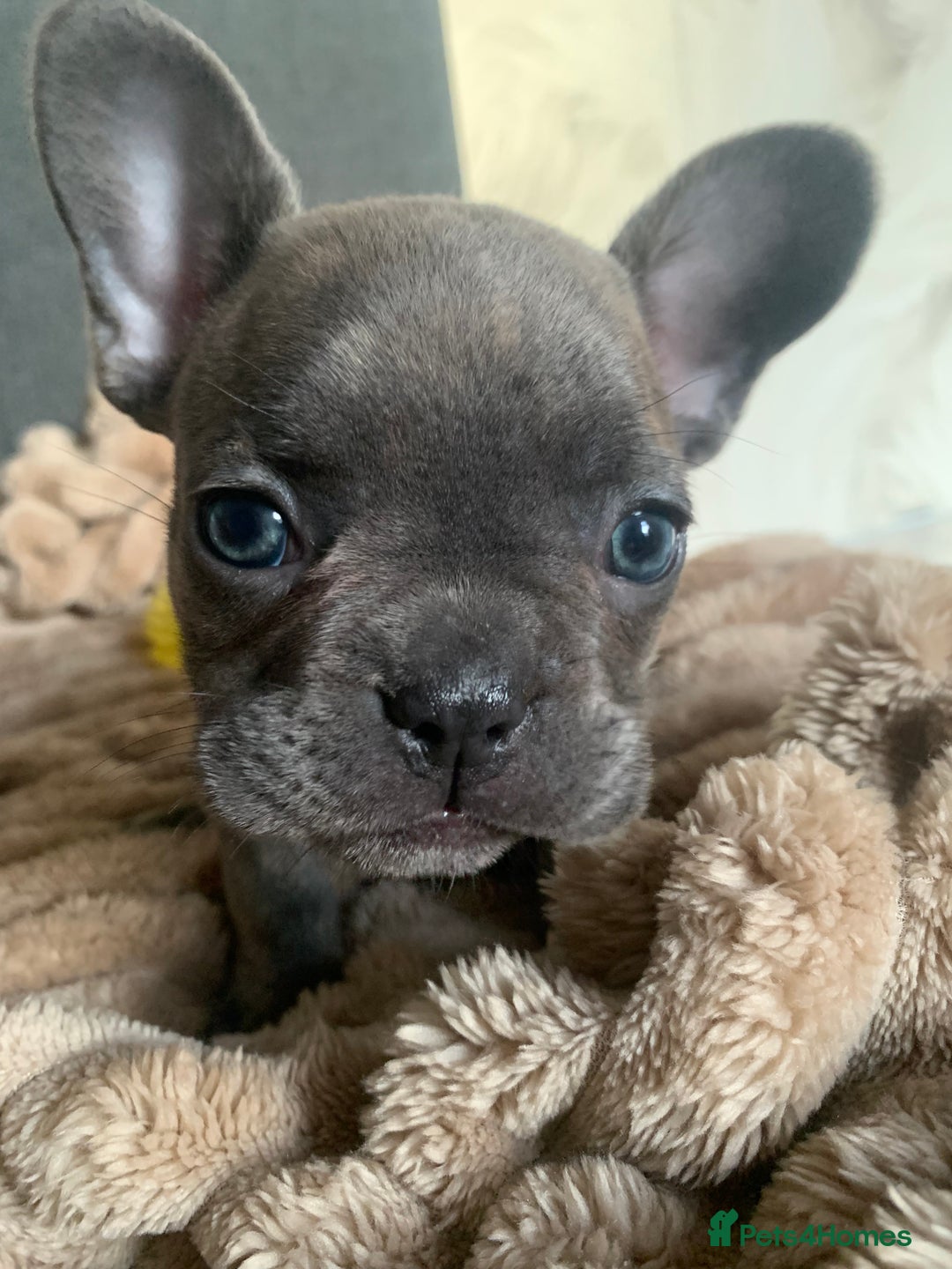 French Bulldog dogs for sale: Adorable 7 week old frenchie puppies - Image 17