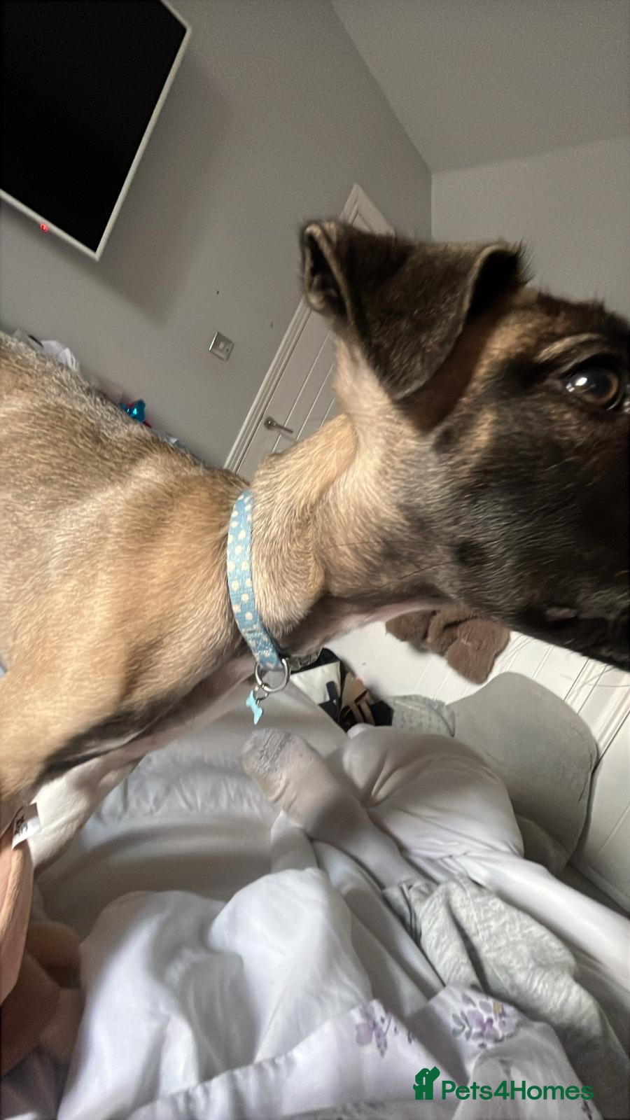 Rhodesian Ridgeback dogs Prince unusual colour ridge for sale  - Advert 7