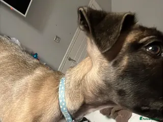 Rhodesian Ridgeback dogs Prince unusual colour ridge for sale - Advert 1