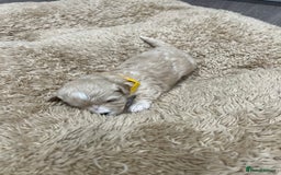 Maltipoo dogs for sale: 5 Gorgeous F1 Maltipoo Puppies *4 Girls Available* - Image 7