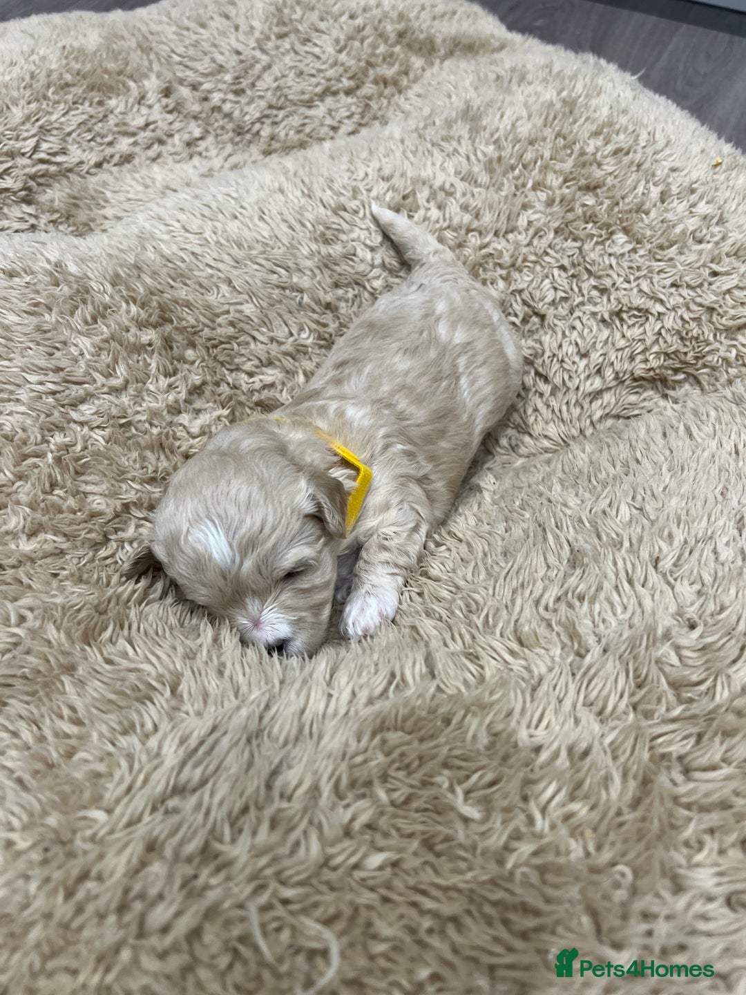 Maltipoo dogs for sale: 5 Gorgeous F1 Maltipoo Puppies *4 Girls Available* - Image 7