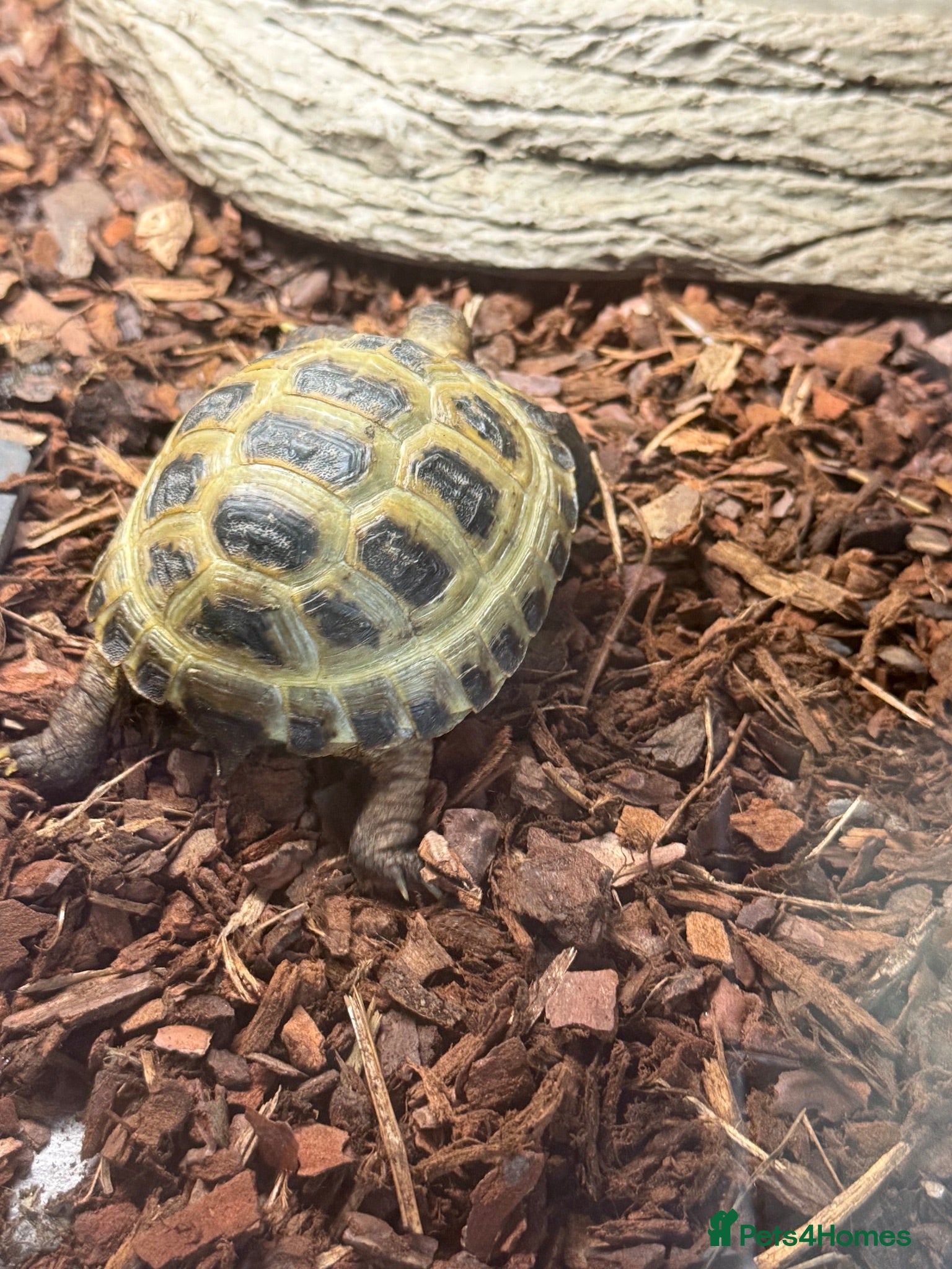 Tortoise reptiles Horsefield tortoise juvenile  - Advert 10