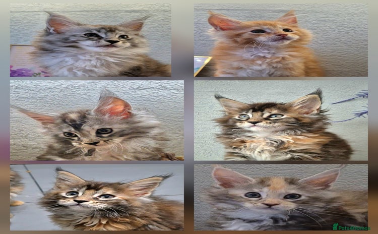 Maine Coon cats - Advert 13