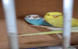 Budgerigars birds for sale: Gorgeous baby budgies - Image 11
