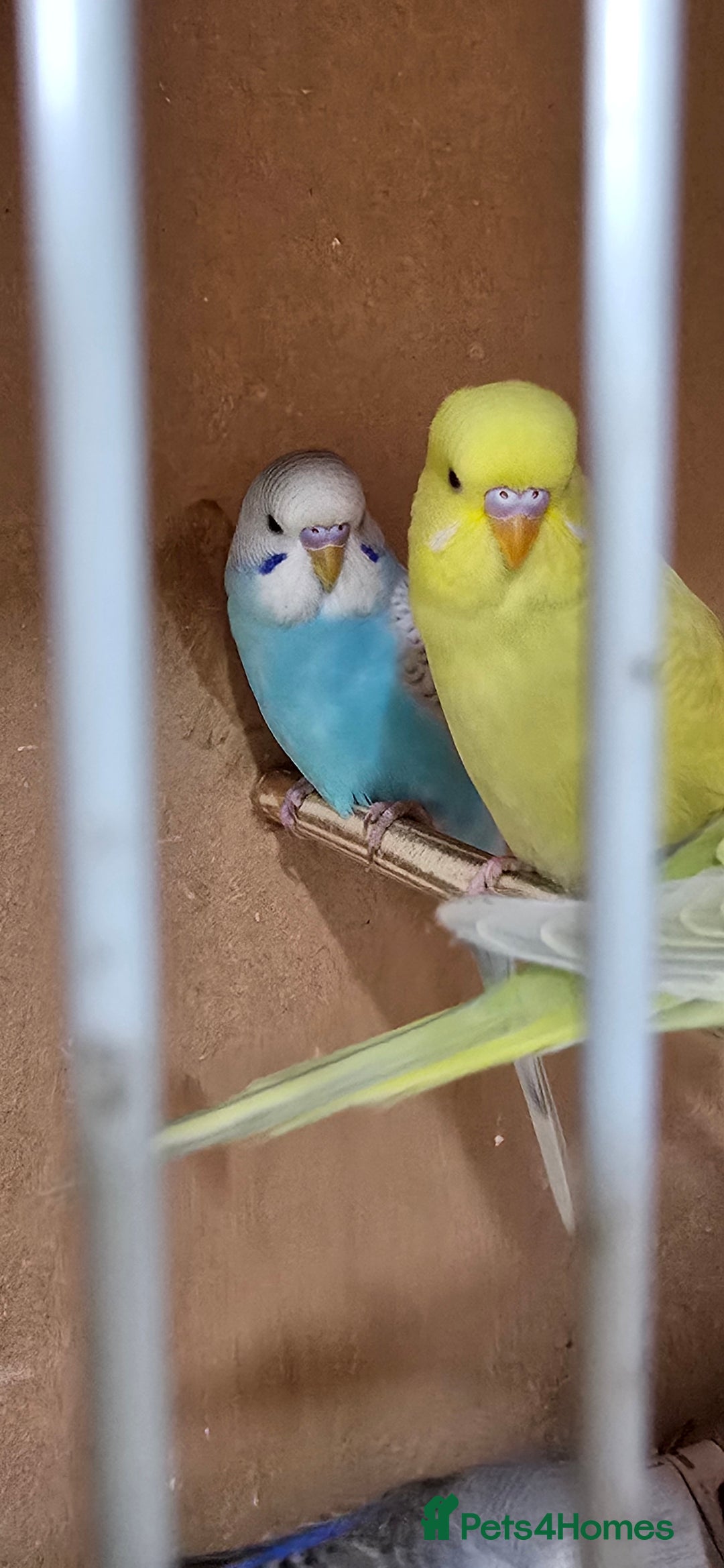 Budgerigars birds for sale: Gorgeous baby budgies - Image 11