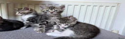Mixed Breed cats for sale: Tabby Kittens For Sale - Advert 5
