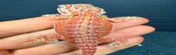 Bearded Dragon reptiles for sale: Red Monster baby bearded dragons ready to go!  - Advert 10