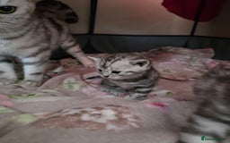 British Shorthair cats for sale: BSH Silver Tabby  - Image 34