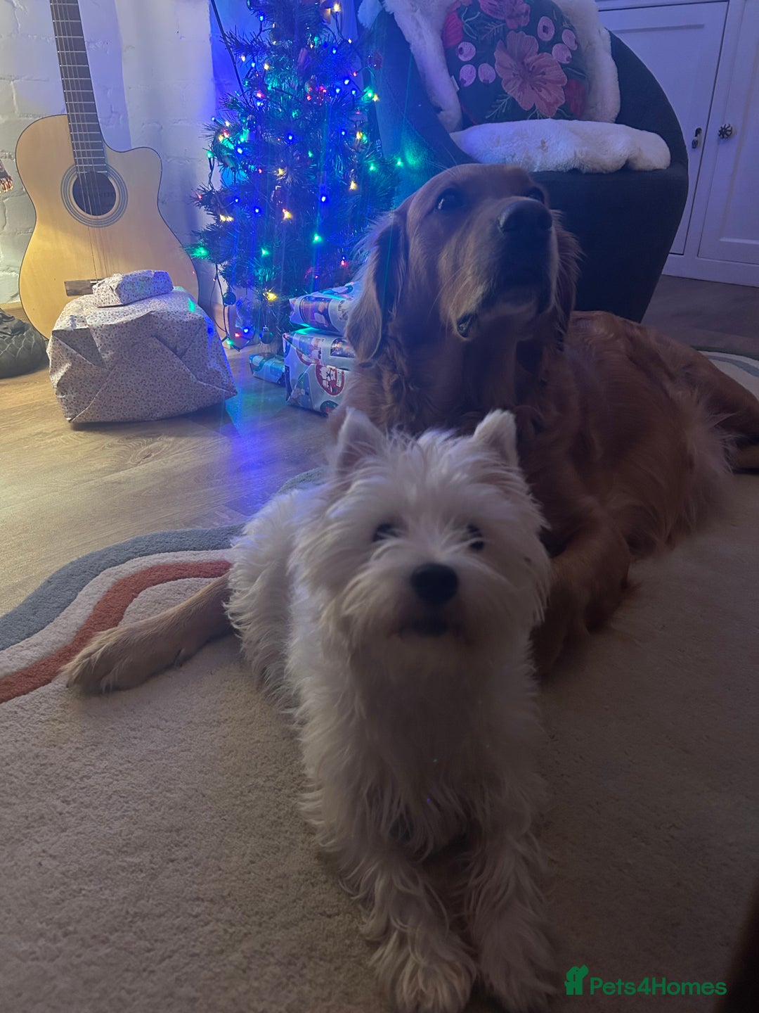 Golden Retriever dogs for sale: Lovely Litter 🐶 KC registered🐶health tested  - Advert 10