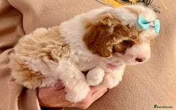 Cavapoo dogs for sale: TOY Fluffy Cavapoo’s From Health Tested Parents - Image 22