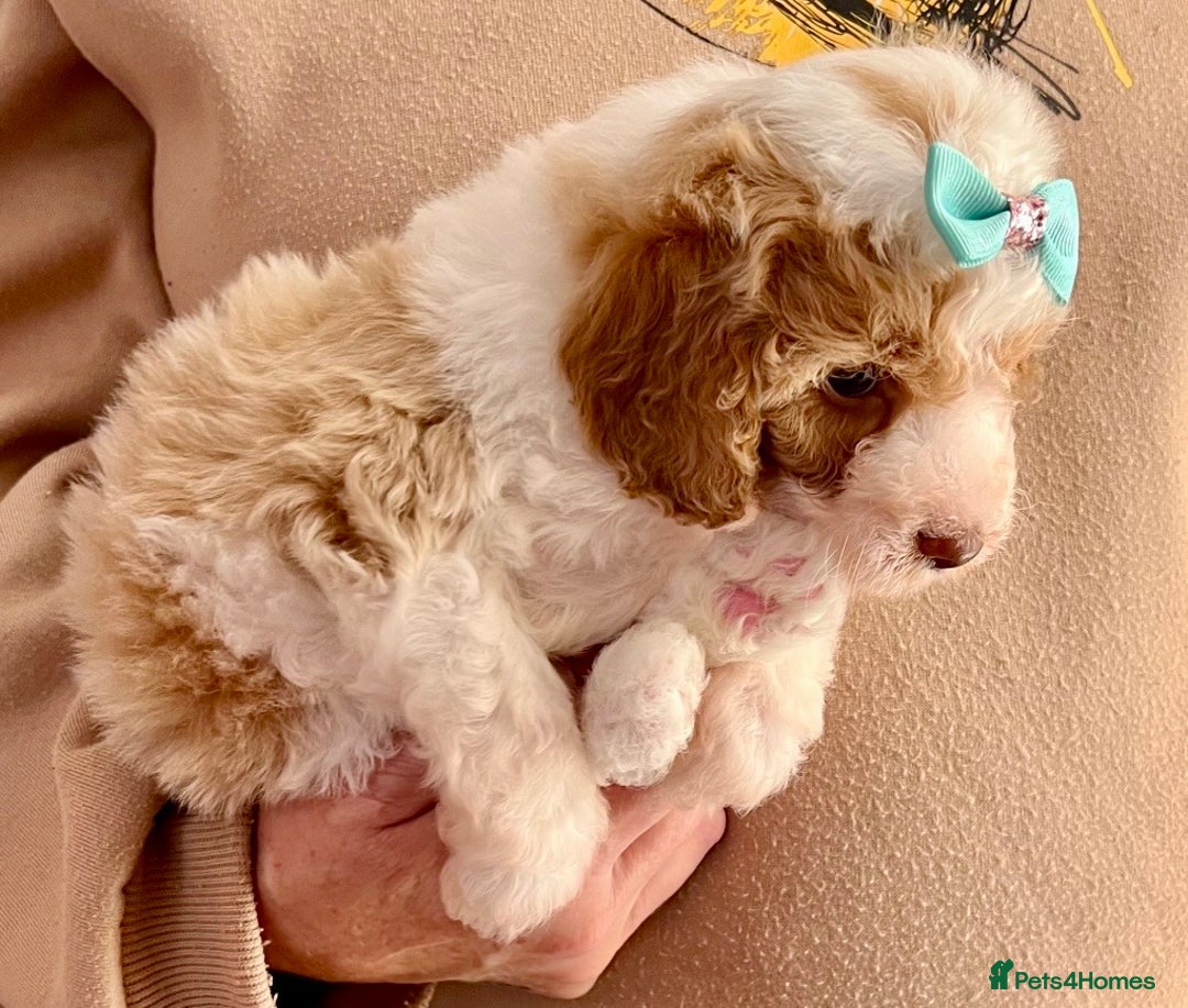 Cavapoo dogs for sale: TOY Fluffy Cavapoo’s From Health Tested Parents - Image 22
