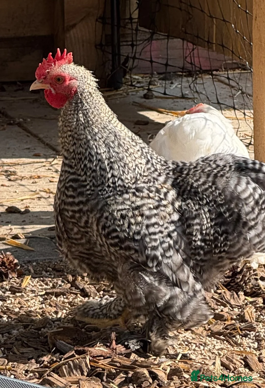 Chickens poultry for sale: Pure breed Cockerel’s free to good homes.  - Advert 2