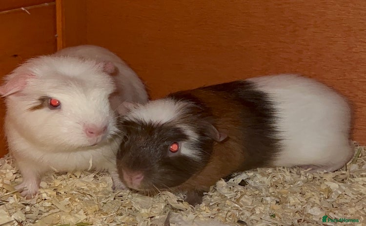 Guinea Pig rodents - Advert 12