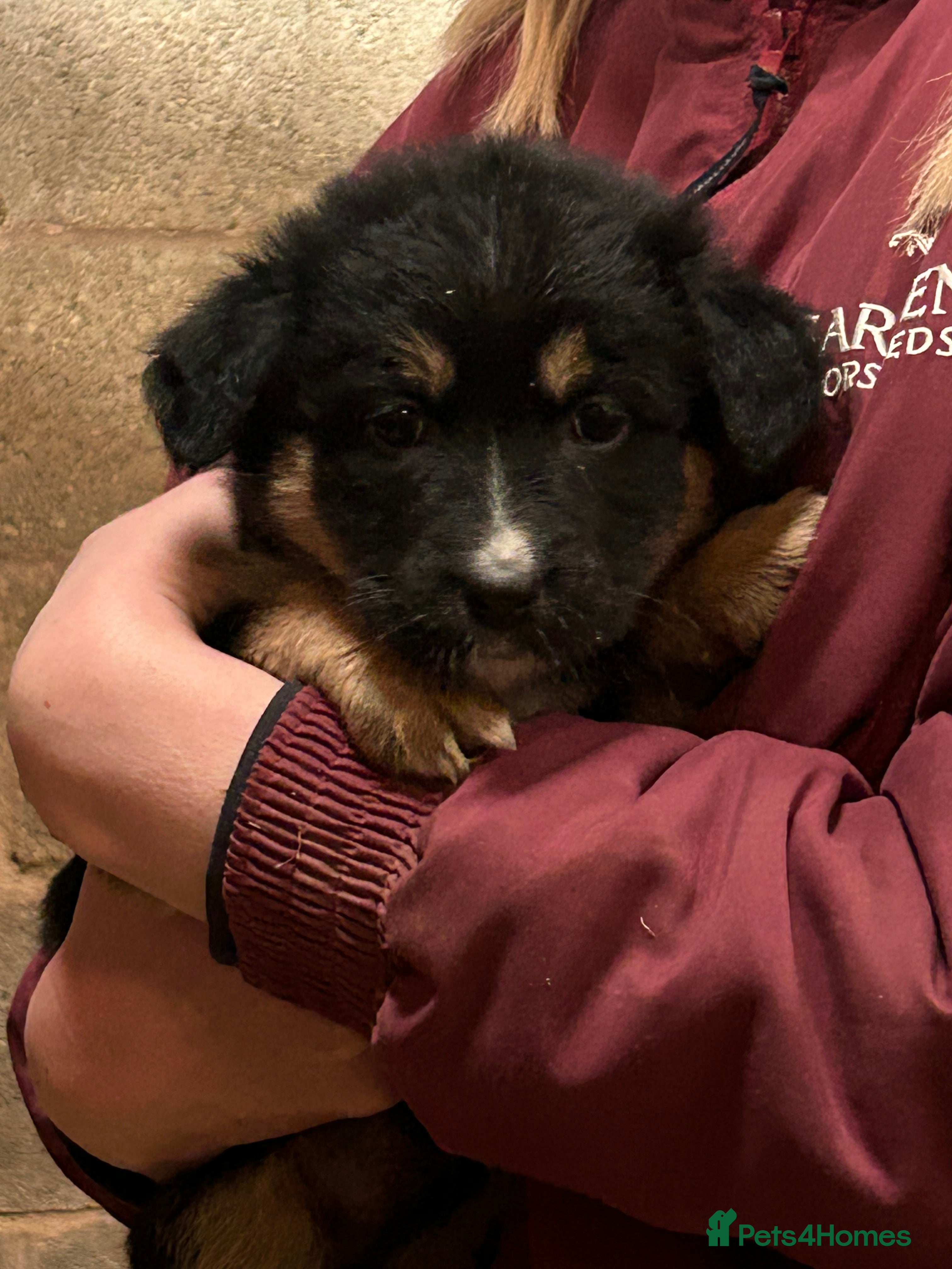 Mixed Breed dogs German shepherd X puppies - Advert 2