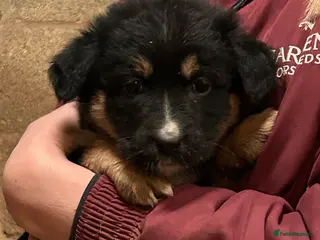 Mixed Breed dogs German shepherd X puppies - Advert 1