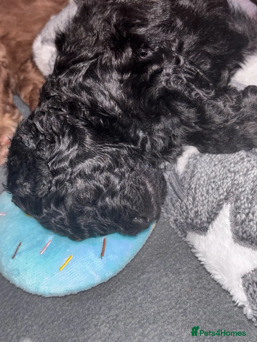 Cockapoo dogs for sale: F1B cockapoos  - Advert 14