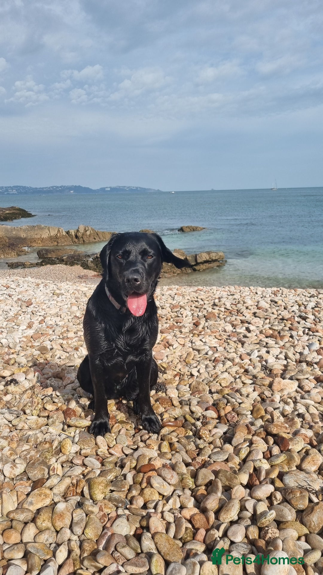 Labrador Retriever dogs for sale: Beautiful Puppies Looking for Loving Homes - Advert 23