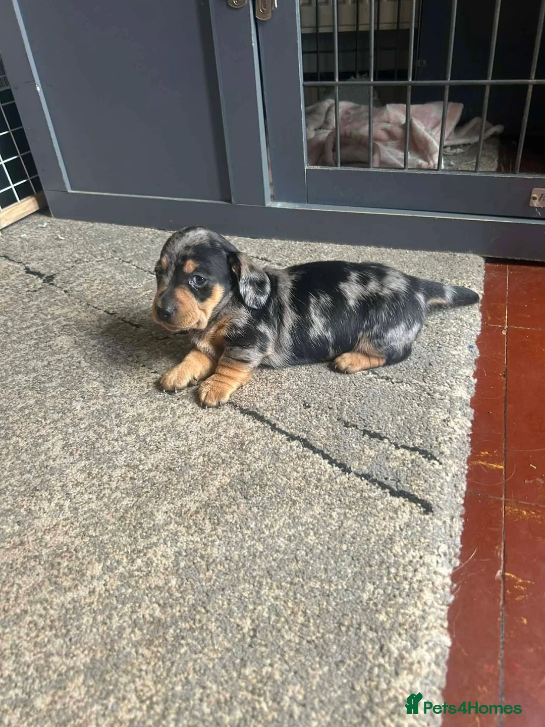 Miniature Dachshund dogs for sale: 2 beautiful dachshund boys left - Advert 11