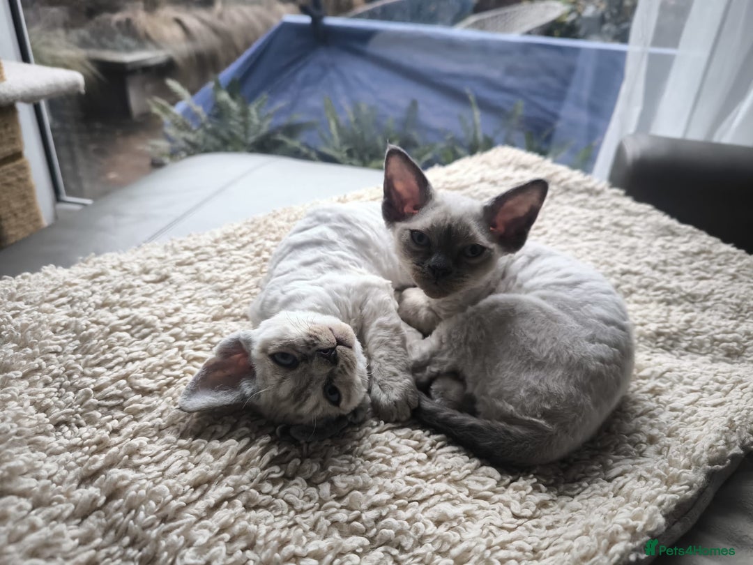 Devon Rex cats for sale: Devon Rex💕Blue Point Lynx Girl🩷Blue Point Boy💙 - Advert 35
