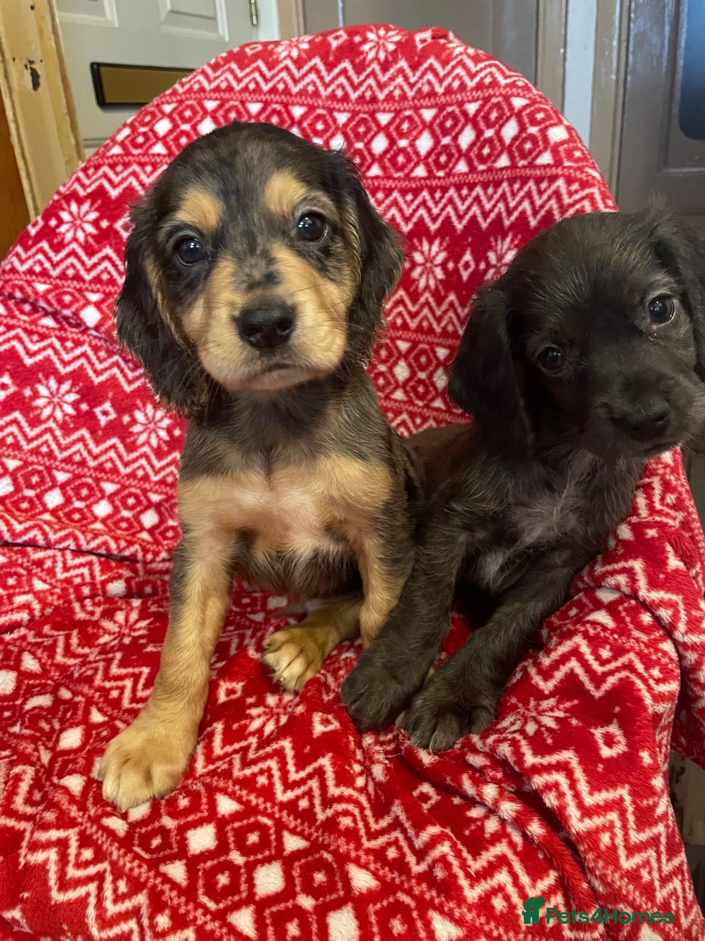 Cocker Spaniel dogs Working Cocker spaniel puppy’s 07.10available  - Advert 15