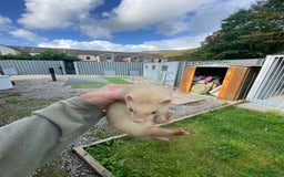 Ferret rodents for sale: Ferrets for sale - Image 4