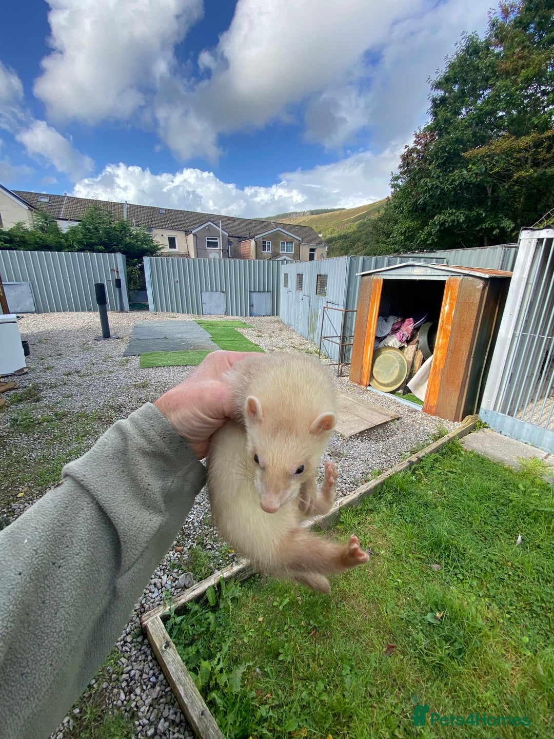 Ferret rodents for sale: Ferrets for sale - Image 4