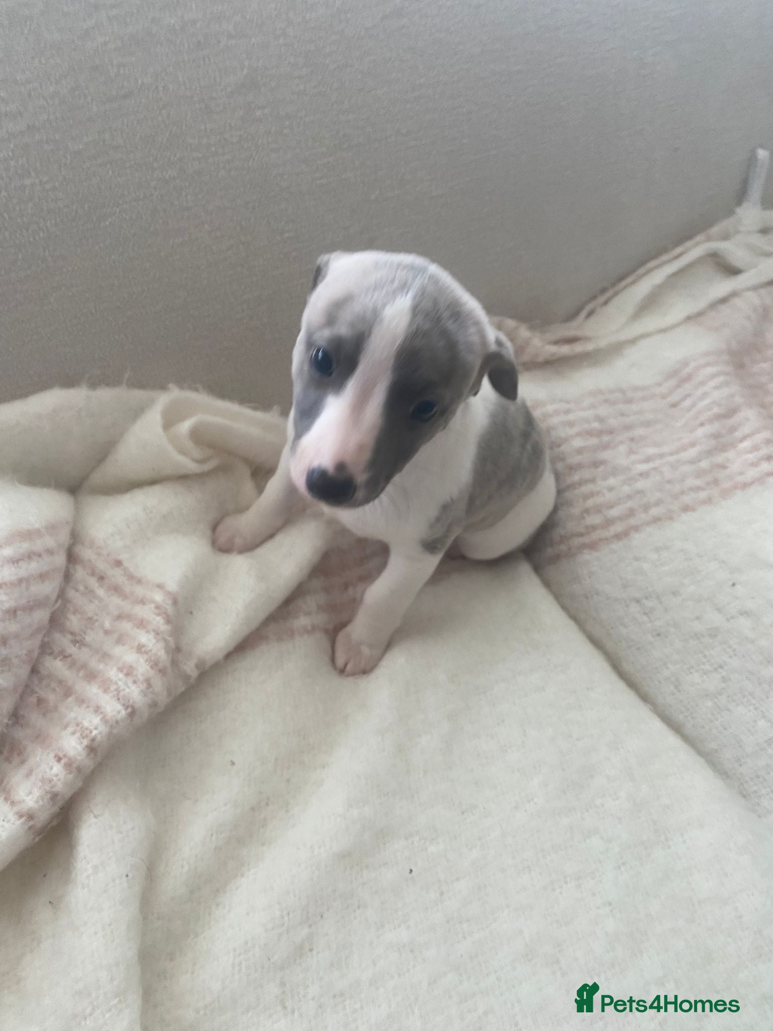 Whippet dogs Whippet puppies pure blue a white  - Advert 4