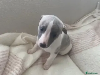Whippet dogs Whippet puppies pure blue a white - Advert 4