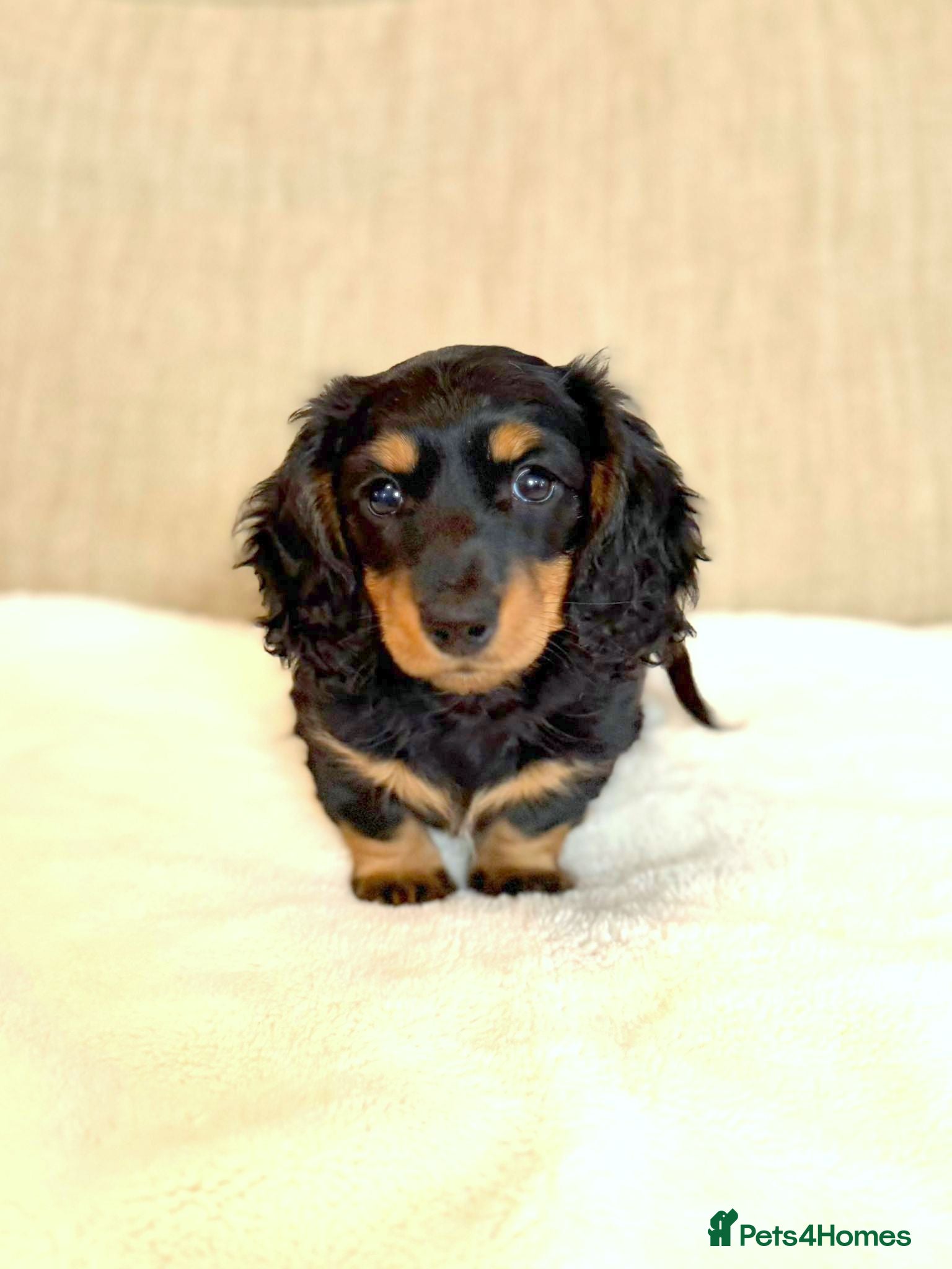 Miniature Dachshund dogs 🌟Dapple & Black Tan PRA Clear KC reg – June 26🌟 - Advert 2