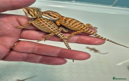 Bearded Dragon reptiles for sale: Bearded dragons  - Image 5