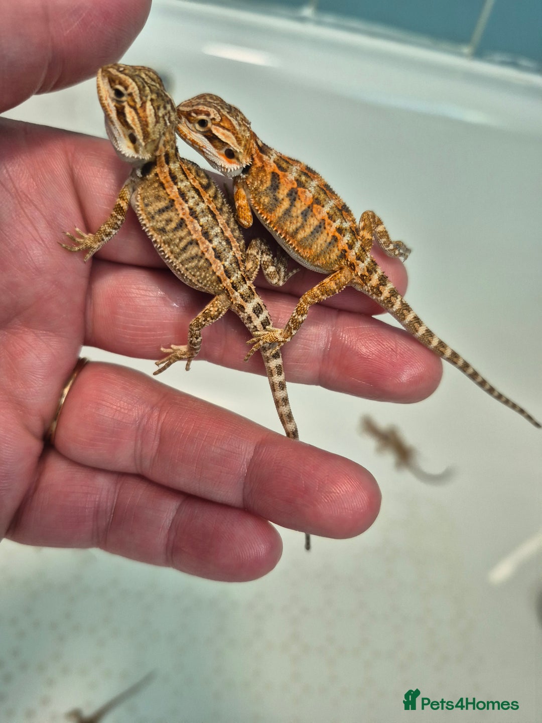 Bearded Dragon reptiles for sale: Bearded dragons  - Image 5