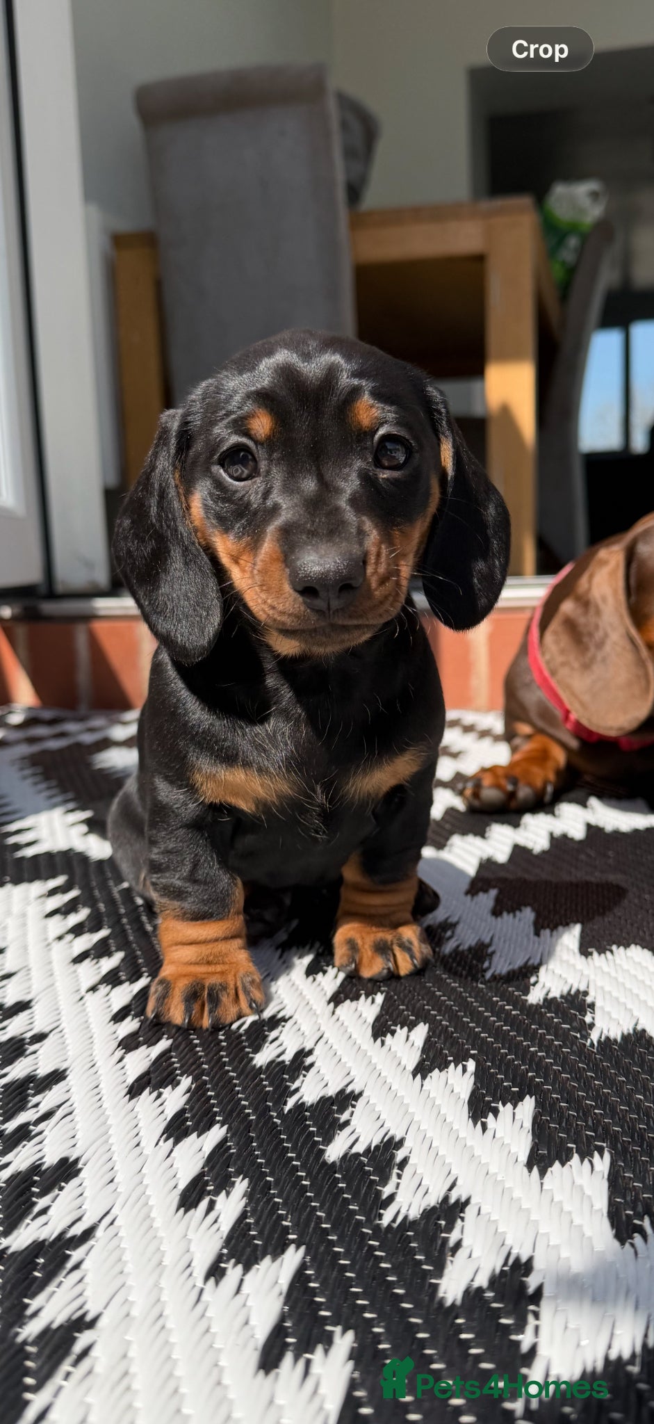Dachshund dogs Black and Tan Dachshund girl  - Advert 1