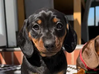Dachshund dogs Black and Tan Dachshund girl - Advert 1