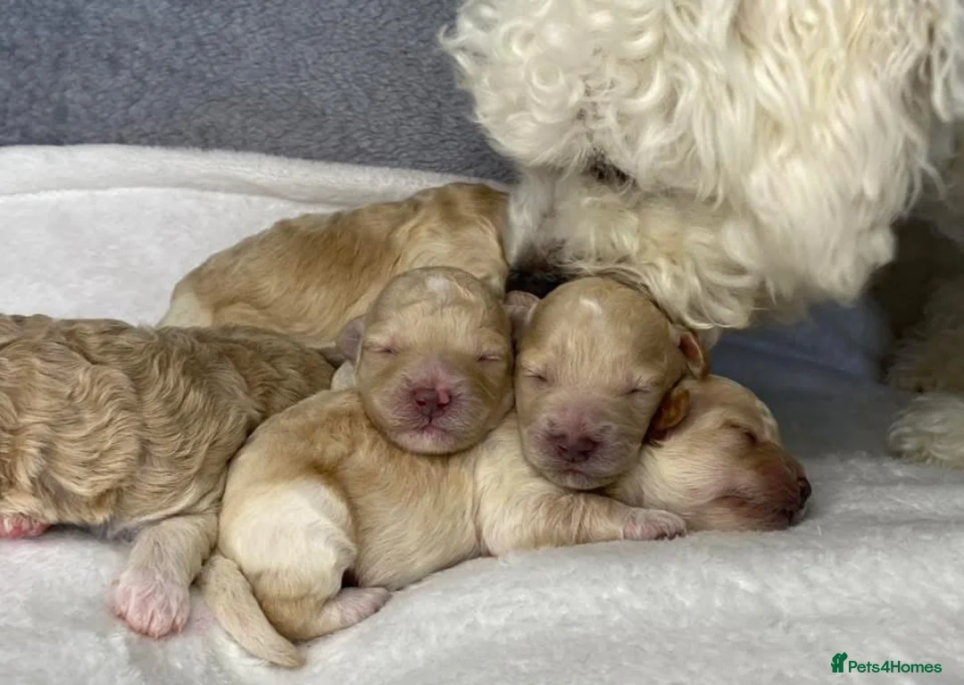 Toy Poodle dogs for stud: Charlie KC Toy poodle  extensively health tested  - Advert 8