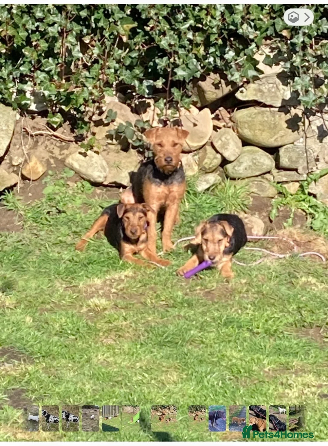 Lakeland Terrier dogs for sale: Lakeland terrier  in Lancaster - Advert 1