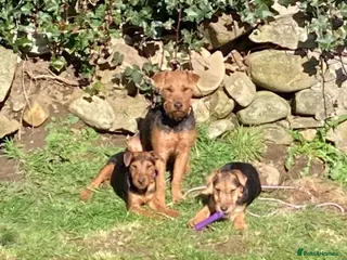 Lakeland Terrier dogs Lakeland terrier - Advert 9