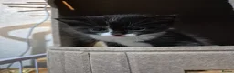 Ragdoll cats for sale: BSH Ragdoll mix in Luton - Advert 29